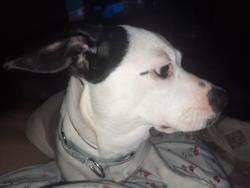 Lost Female Dog last seen Monroe Bruce Farm Rd, Campobello, SC 29322