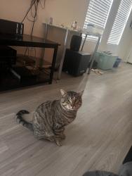 Lost Male Cat last seen Near Plantation Maple, Katy, TX 77449
