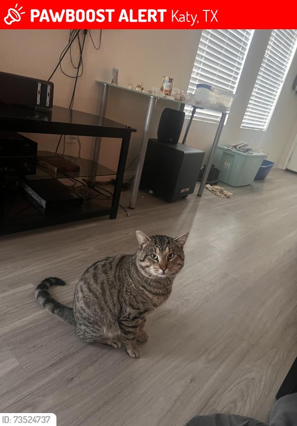 Lost Male Cat last seen Near Plantation Maple, Katy, TX 77449