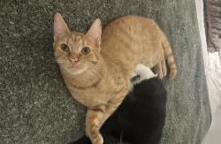 Reunited Male Cat last seen Near Bilby st, Halifax, NS B3K 1T4
