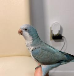 Lost Female Bird last seen Near the roads, Miami, FL 33130