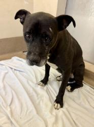 Shelter Stray Male Dog last seen Near Center St Lithonia, 30058, 30058, GA, 3280 Chamblee Dunwoody Rd, Chamblee, GA 30341, USA