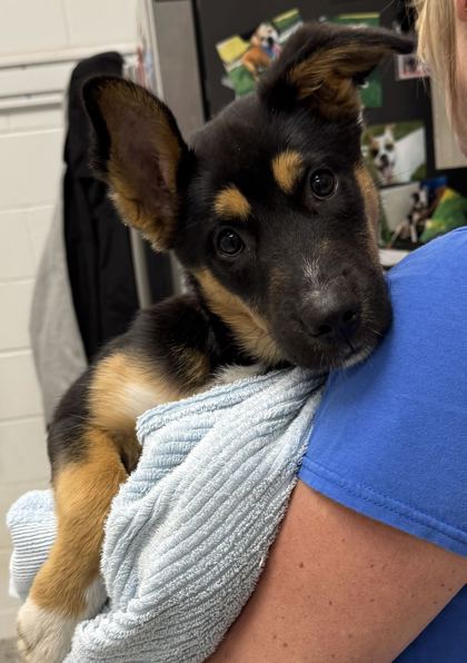 Shelter Stray Female Dog last seen Near Gladstone Blvd, 64123, MO, 7077 Elmwood Ave, Kansas City, MO 64132, USA
