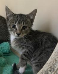 Shelter Stray Female Cat last seen Near Sandy Lake Dr Lithonia, GA 30038, 30038, GA, 3280 Chamblee Dunwoody Rd, Chamblee, GA 30341, USA