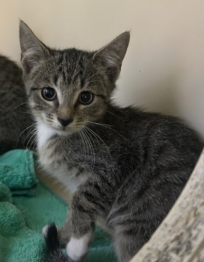 Shelter Stray Female Cat last seen Near Sandy Lake Dr Lithonia, GA 30038, 30038, GA, 3280 Chamblee Dunwoody Rd, Chamblee, GA 30341, USA