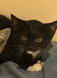 Shelter Stray Male Cat last seen Near Sandy Lake Dr Lithonia, GA 30038, 30038, GA, 3280 Chamblee Dunwoody Rd, Chamblee, GA 30341, USA