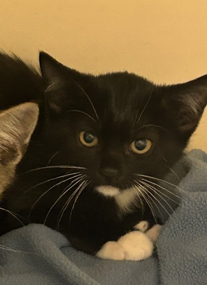 Shelter Stray Male Cat last seen Near Sandy Lake Dr Lithonia, GA 30038, 30038, GA, 3280 Chamblee Dunwoody Rd, Chamblee, GA 30341, USA