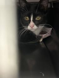 Shelter Stray Unknown Cat last seen Near Botts Rd, 64147, 64147, MO, 7077 Elmwood Ave, Kansas City, MO 64132, USA