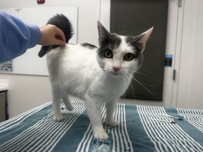 Shelter Stray Female Cat last seen 92nd and Oak St, KCMO, 64114, 64114, MO, 7077 Elmwood Ave, Kansas City, MO 64132, USA