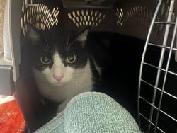 Shelter Stray Female Cat last seen 92nd and Oak St, KCMO, 64114, 64114, MO, 7077 Elmwood Ave, Kansas City, MO 64132, USA