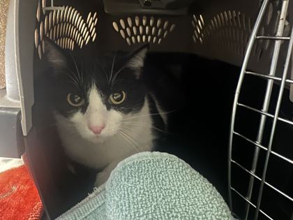 Shelter Stray Female Cat last seen 92nd and Oak St, KCMO, 64114, 64114, MO, 7077 Elmwood Ave, Kansas City, MO 64132, USA