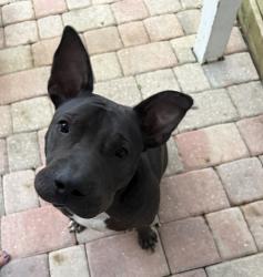 Reunited Male Dog last seen Plainfield Ave, Orange Park, FL 32073