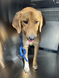 Shelter Stray Male Dog last seen Near Bird St, Central District, TX, 355 Hillshire Dr, Haslet, TX 76052, USA
