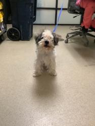 Shelter Stray Male Dog last seen Near Baylor St, East District, TX, 355 Hillshire Dr, Haslet, TX 76052, USA