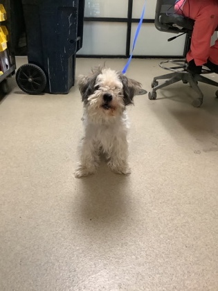 Shelter Stray Male Dog last seen Near Baylor St, East District, TX, 355 Hillshire Dr, Haslet, TX 76052, USA