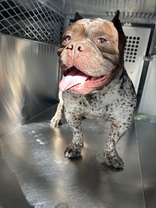 Shelter Stray Male Dog last seen Near Bird St, Central District, TX, 355 Hillshire Dr, Haslet, TX 76052, USA