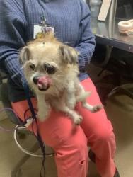Shelter Stray Male Dog last seen S Hulen St, West District, TX, 355 Hillshire Dr, Haslet, TX 76052, USA