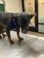 Shelter Stray Male Dog last seen Near W Beddell St, South District, TX, 355 Hillshire Dr, Haslet, TX 76052, USA