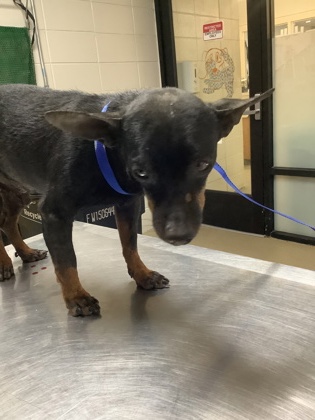 Shelter Stray Male Dog last seen Near W Beddell St, South District, TX, 355 Hillshire Dr, Haslet, TX 76052, USA