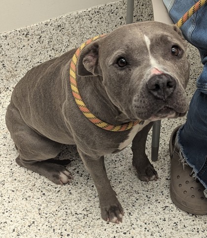 Shelter Stray Female Dog last seen Near connally drive, East Point, GA, 1251 Fulton Industrial Blvd NW, Atlanta, GA 30336, USA