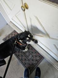 Reunited Male Dog last seen Near Delvin Dr Tallahassee, FL, Tallahassee, FL 32309