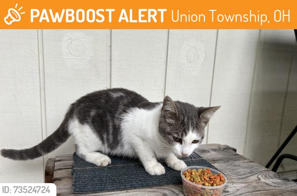 Found/Stray Unknown Cat last seen Deeds Road & Whitehead Road Granville, OH, Union Township, OH 43023