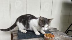 Found/Stray Unknown Cat last seen Deeds Road & Whitehead Road Granville, OH, Union Township, OH 43023