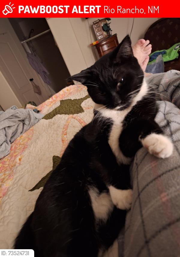 Lost Male Cat last seen DON'T KNOW, Rio Rancho, NM 87124