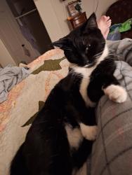 Lost Male Cat last seen DON'T KNOW, Rio Rancho, NM 87124