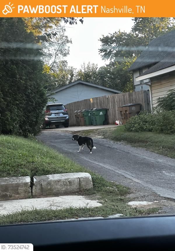 Found/Stray Unknown Dog last seen Near s 18th st nashville, Nashville, TN 37206