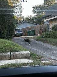 Found/Stray Unknown Dog last seen Near s 18th st nashville, Nashville, TN 37206