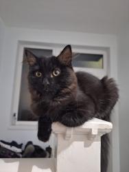 Reunited Female Cat last seen Brandwood Road, Kings Heath, Birmingham, West Midlands, England 