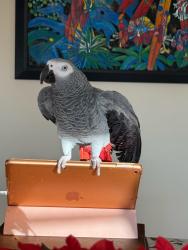 Lost Female Bird last seen Near Rebecca drive, San Dimas ca 91773, San Dimas, CA 91773