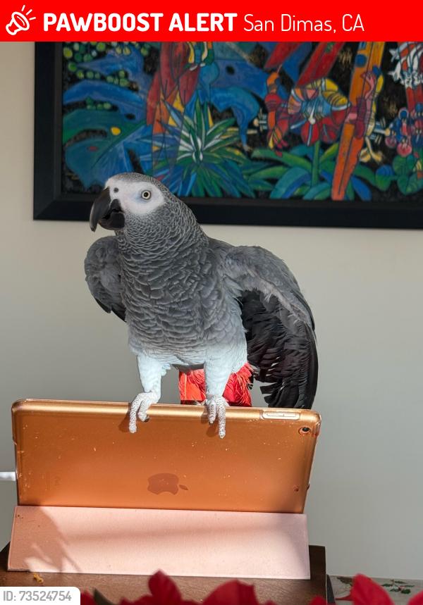 Lost Female Bird last seen Near Rebecca drive, San Dimas ca 91773, San Dimas, CA 91773