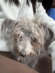 Found/Stray Unknown Dog last seen Cole and duval, Jacksonville, FL 32218