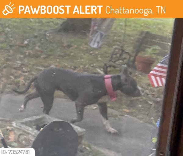 Found/Stray Female Dog last seen Glenmar Circle, Chattanooga, TN 37416