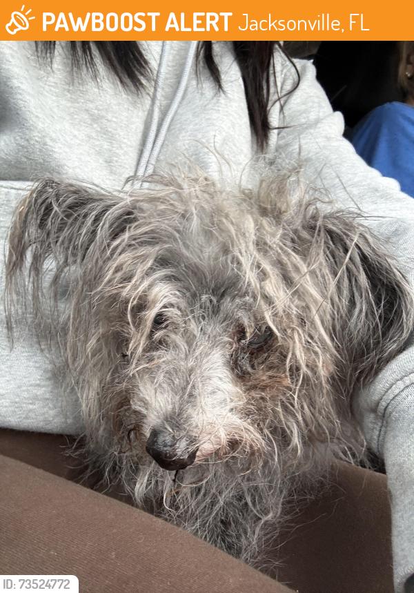 Found/Stray Unknown Dog last seen Cole and duval, Jacksonville, FL 32218
