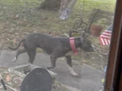 Found/Stray Female Dog last seen Glenmar Circle, Chattanooga, TN 37416