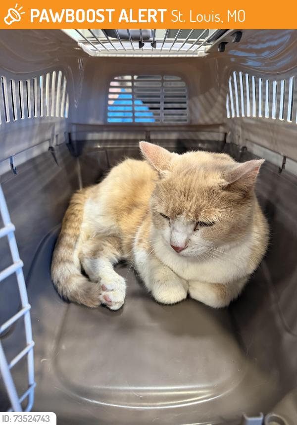 Found/Stray Female Cat last seen Mew Florissant Rd and east Duchesne, St. Louis, MO 63121