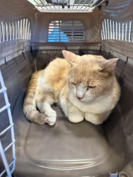 Found/Stray Female Cat last seen Mew Florissant Rd and east Duchesne, St. Louis, MO 63121