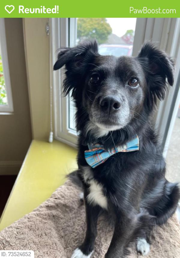 Reunited Male Dog last seen Near Fieldcrest Way, Antioch, CA 94531, USA, Antioch, CA 94531