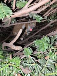 Found/Stray Unknown Cat last seen Sabor do Brasil Restaurant, Boston, MA 02134