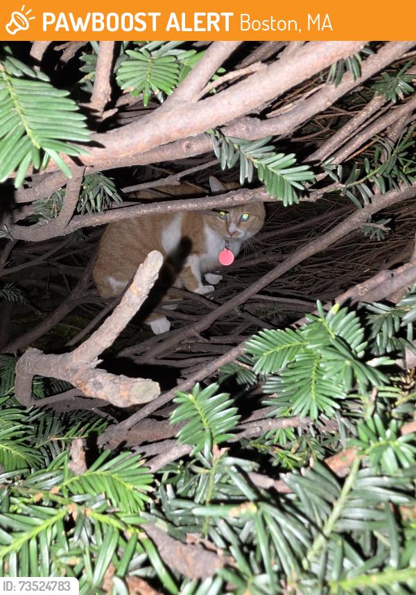 Found/Stray Unknown Cat last seen Sabor do Brasil Restaurant, Boston, MA 02134
