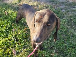 Reunited Male Dog last seen County Road W, Maple Creek, WI 54961