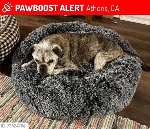 Lost Male Dog last seen Athens ga, Athens, GA 30607