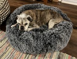Lost Male Dog last seen Athens ga, Athens, GA 30607