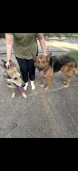 Found/Stray Male Dog last seen Wren Ave. off of Vega, Fort Worth, TX 76133