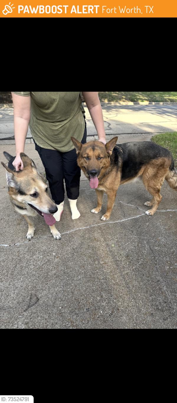 Found/Stray Male Dog last seen Wren Ave. off of Vega, Fort Worth, TX 76133