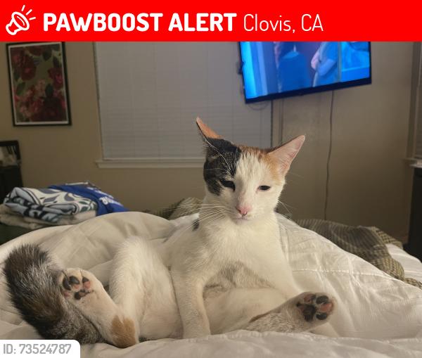 Lost Female Cat last seen Peach, Clovis, CA 93619
