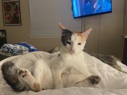 Lost Female Cat last seen Peach, Clovis, CA 93619